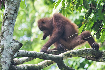 Image showing Borneo-Orang-Utan