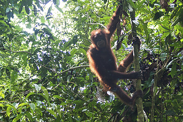 Image showing Borneo-Orang-Utan