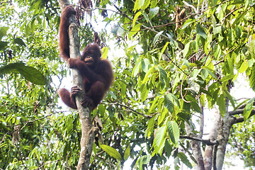 Image showing Borneo-Orang-Utan