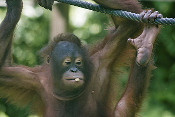 Image showing Borneo-Orang-Utan