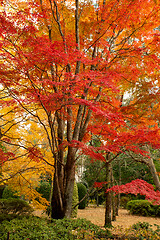 Image showing Beautiful deciduous trees in full colour in Autumn