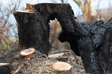 Image showing Burnt hollow tree felled after bushfires in Australia