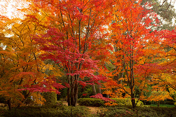 Image showing The trees ablaze in colours of Autumn