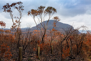 Image showing After bush fires in Australia