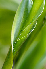 Image showing Lily of the valley leaves