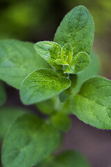 Image showing Twig of oregano