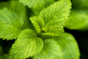 Image showing Lemon balm leaves