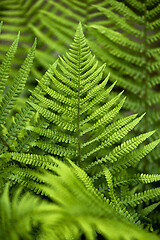 Image showing Fern leaf in late spring