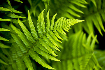 Image showing Fern leaf in spring