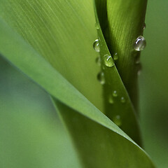 Image showing Leaves of lily of the valley