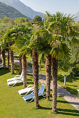 Image showing Palm Trees Garden