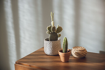 Image showing Cactus Plants decoration