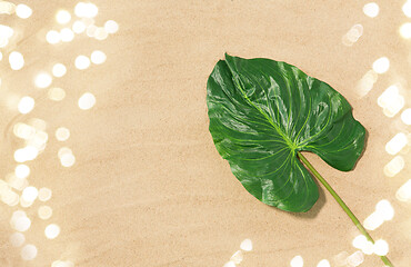 Image showing green tropical leaf on beach sand