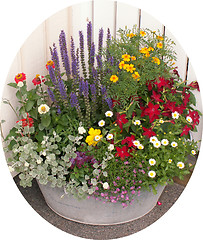 Image showing Flowers in a tub