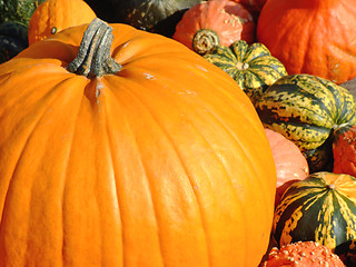 Image showing Mixed pumpkins