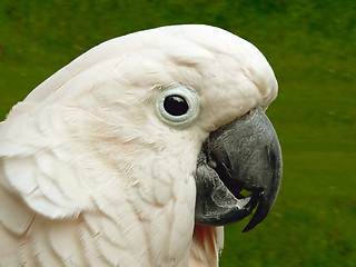 Image showing Cockatoo