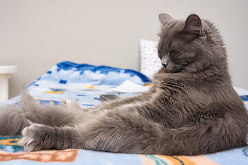 Image showing Fluffy grey cat sleeps sitting on bed like a man