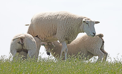 Image showing Little lamb drinking