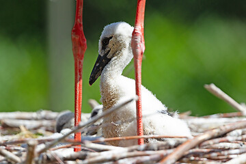 Image showing Chick of a white stork sitting on a nest