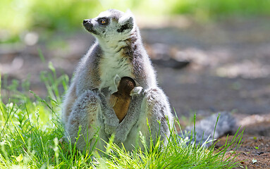 Image showing Ring-tailed lemur with a baby