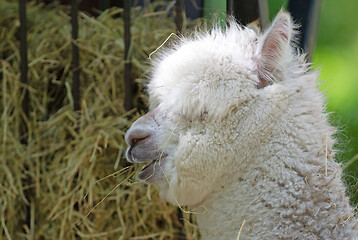 Image showing Fluffy white alpaca head