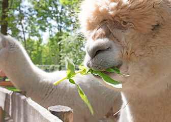 Image showing Fluffy brown alpaca head