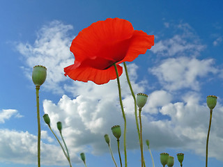 Image showing Corn poppy