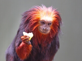 Image showing Golden lion tamarin / golden marmoset - red monkey