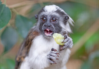 Image showing Black and white color small monkey Oedipus Tamarin