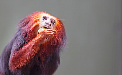 Image showing Golden lion tamarin / golden marmoset - red monkey