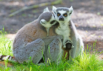 Image showing Ring-tailed lemur with a baby