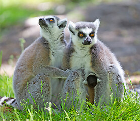 Image showing Ring-tailed lemur with a baby