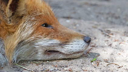 Image showing Close up of a Red fox sleeping