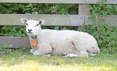 Image showing Sheep resting next to a wooden fence