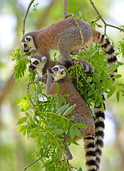 Image showing Ring tailed lemur (Lemur catta)