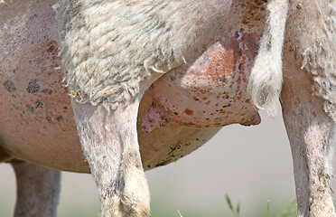 Image showing Close-up of sheep udder