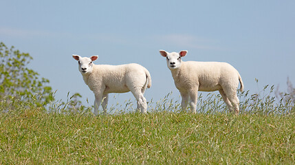 Image showing Young small sheep