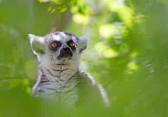 Image showing Ring tailed lemur (Lemur catta)