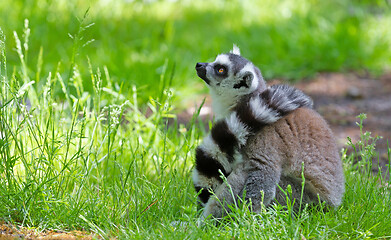 Image showing Ring tailed lemur (Lemur catta)