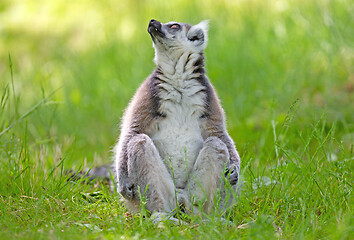 Image showing Ring tailed lemur (Lemur catta)