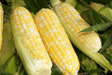 Image showing Corn cobs at the market