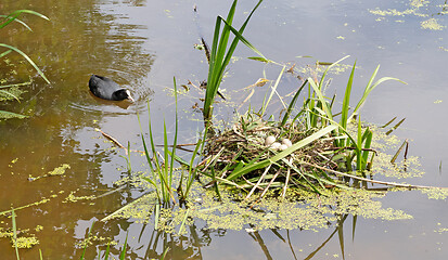Image showing Coot`s nest coot with eggs