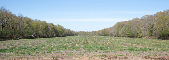 Image showing Green meadow surrounded by trees 