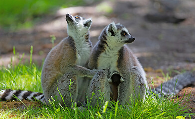 Image showing Ring-tailed lemur with a baby