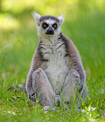 Image showing Ring tailed lemur (Lemur catta)