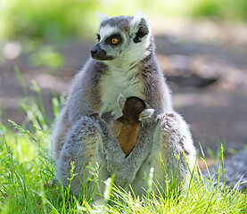 Image showing Ring-tailed lemur with a baby