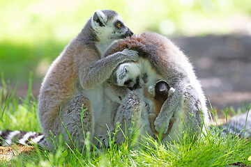 Image showing Ring-tailed lemur with a baby