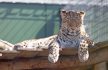 Image showing Large leopard resting