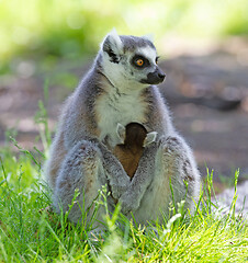 Image showing Ring-tailed lemur with a baby