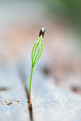 Image showing Little tiny green grass growing out of a tree stump in a spring. New life.